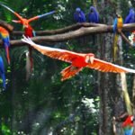 Arara vermelha - Parque das aves - Foz do Iguacu / Brasil