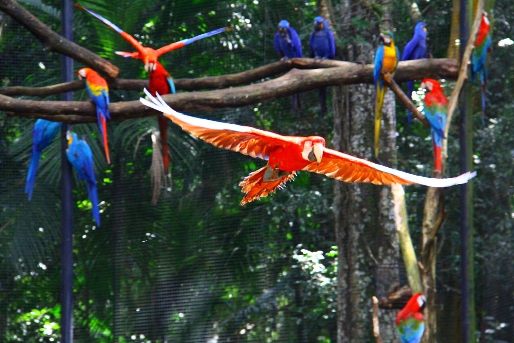 Arara vermelha - Parque das aves - Foz do Iguacu / Brasil